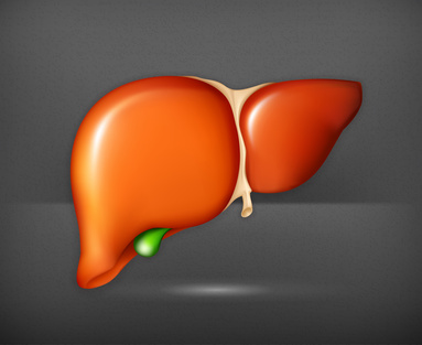 Human Liver, Vector - Hepatologie / Lebererkrankungen